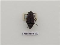 藏品(埋葬蟲)的圖片